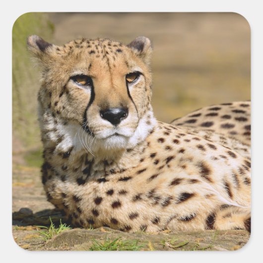 地面に横たわるアフリカのチータ スクエアシール (正面)