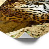 地面に横たわるジャガーのクローズアッププロファイルポートレート ポスター (角)