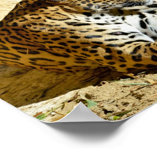 地面に横たわるジャガーのクローズアッププロファイルポートレート ポスター (角)