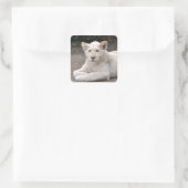 地面に横たわる白いライオンの子を閉める スクエアシール (バッグ)