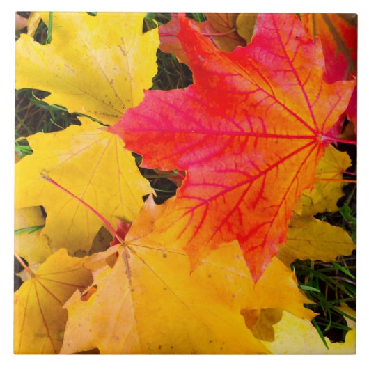 地面に落葉ちるカエデの花 タイル (正面)