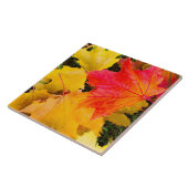 地面に落葉ちるカエデの花 タイル (側面)