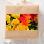 地面に落葉ちるカエデの花 ラベル (インサイチュ)