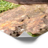 地面の穴に座っている変態クモのサル ポスター (角)