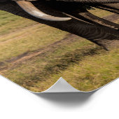 地面を探しているゾウ ポスター (角)