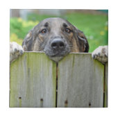 垣根越しに見渡すドイツ人の羊飼い タイル (正面)