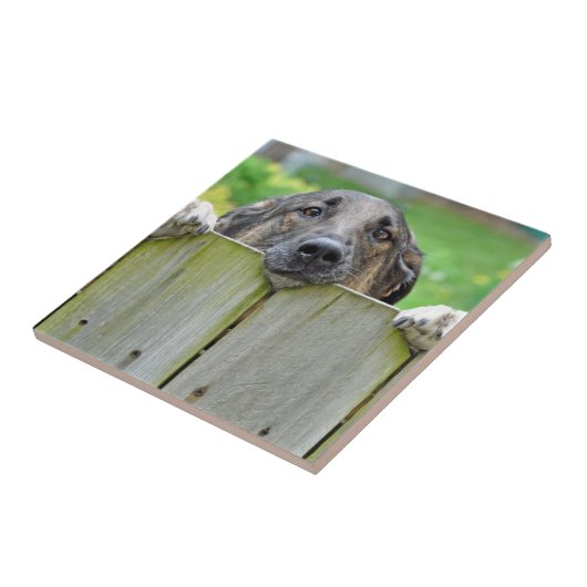 垣根越しに見渡すドイツ人の羊飼い タイル (側面)