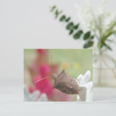 埃の多いミラー葉書のシールドバグ ポストカード (スタンド正面)