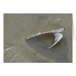 埋められた海の貝