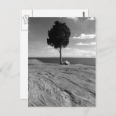 城砦のフェニックス木 ポストカード (正面/裏面)