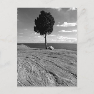 城砦のフェニックス木 ポストカード