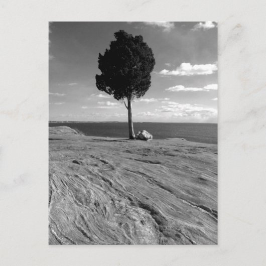 城砦のフェニックス木 ポストカード (正面)