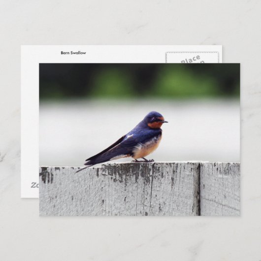 城砦Larnedのツバメ ポストカード (正面/裏面)