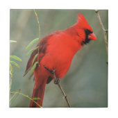 基本的な鳥の写真 タイル (正面)