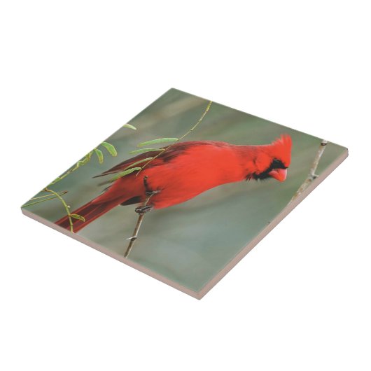 基本的な鳥の写真 タイル (側面)