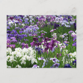 堀切アイリス園：東京 ポストカード