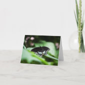 堂々とした外観のカード カード (正面)