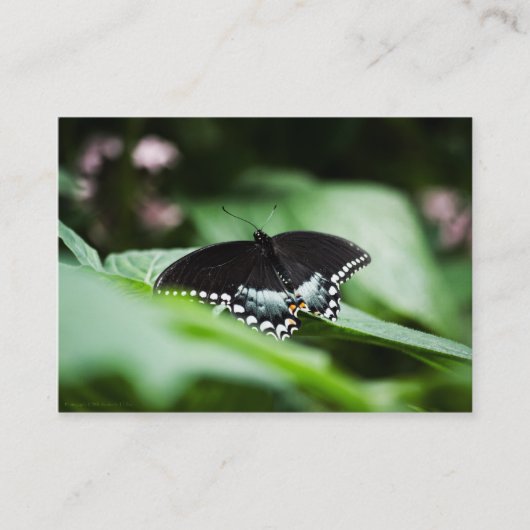 堂々とした外観のミニプリント 名刺 (正面)