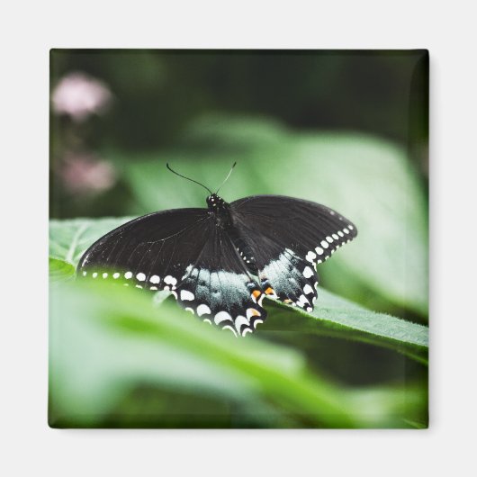 堂々とした外観の磁石 マグネット (正面)