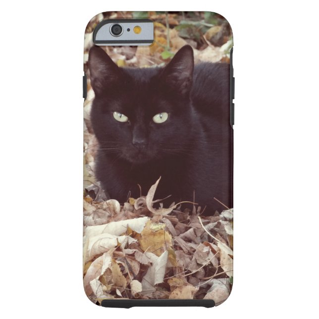 堅い黒猫の写真のiPhone 6/6s Case-Mate iPhoneケース (裏面)