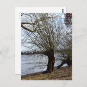 場所失った、川の土手の古い木 ポストカード (正面/裏面)