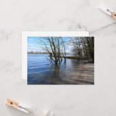 場所失った、川の土手の木 カード (正面/裏面インサイチュ)