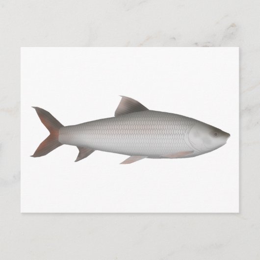 場田 ポストカード (正面)