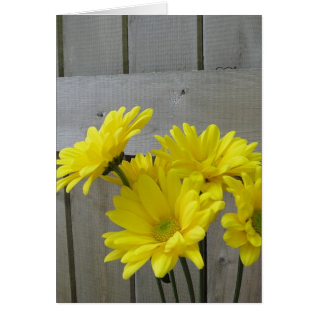 塀に沿うデイジー (正面)