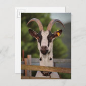 塀に立ち向かう角を持つヤギ ポストカード (正面/裏面)
