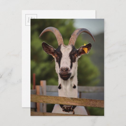 塀に立ち向かう角を持つヤギ ポストカード (正面/裏面)