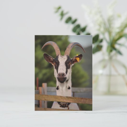 塀に立ち向かう角を持つヤギ ポストカード (スタンド正面)