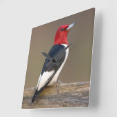 塀の赤毛のキツツキ スクエア壁時計 (傾斜)