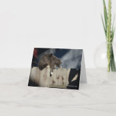 塀(9)の猫 カード (正面)