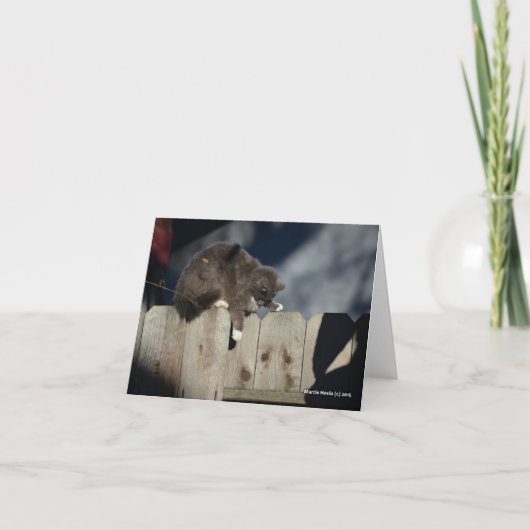 塀(9)の猫 カード (正面)