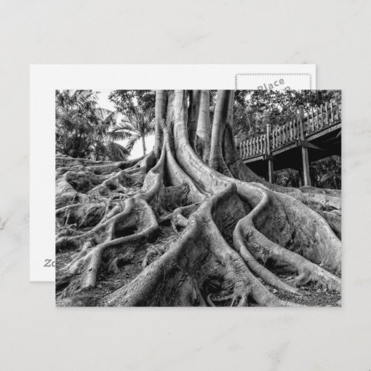 塊状のゴムの木の根 ポストカード (正面/裏面)