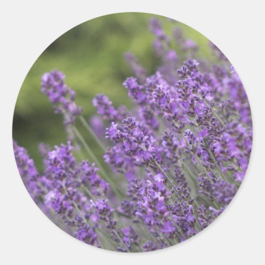 塗りつぶしステッカーテンプレートカスタマイズ-  ラウンドシール (正面)