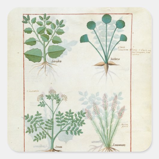 塩ブッシュとアントラ・アブシントリウムとカルダモン スクエアシール (正面)