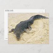 塩水ワニ(クロコダス) ポストカード (正面/裏面)