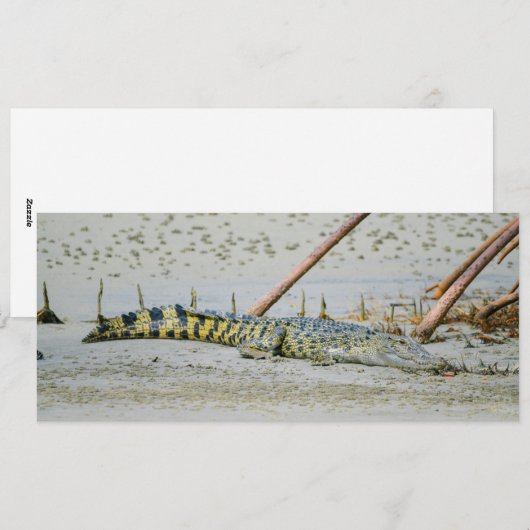 塩水ワニ シーズンカード (正面/裏面)