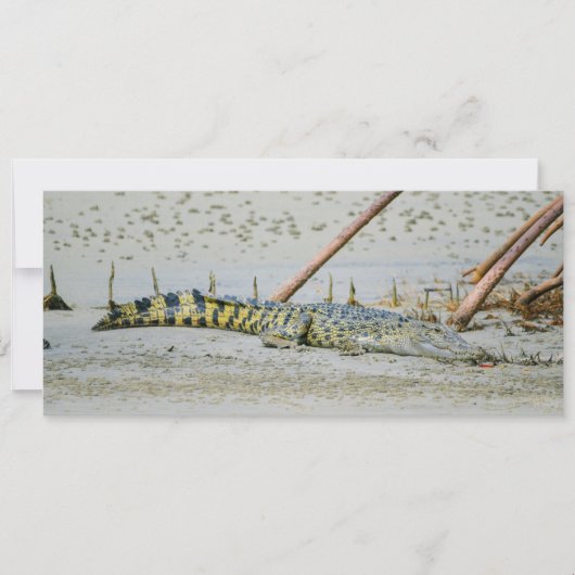 塩水ワニ シーズンカード (正面)