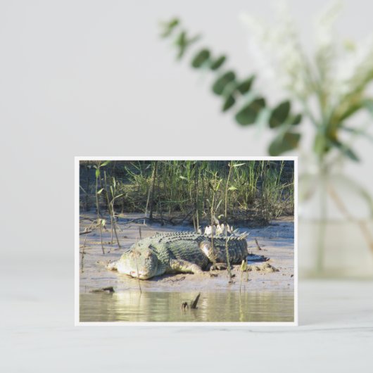 塩水ワニ ポストカード (スタンド正面)