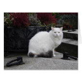 墓の上の美しい白猫 (正面横)