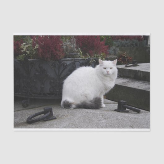 墓の上の美しい白猫 薄葉紙 (正面)
