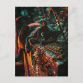 墓地にあるゴシック様式のオカルトの黒猫 ポストカード (正面)