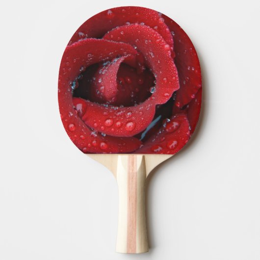 墓地に飾られた露に濡れた赤いバラ 卓球ラケット (正面)