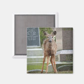 墓地の若い白い尾の鹿 マグネット (正面/裏面)