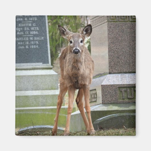墓地の若い白い尾の鹿 マグネット (正面)