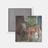 墓地の若い白い尾の鹿 マグネット (正面/裏面)