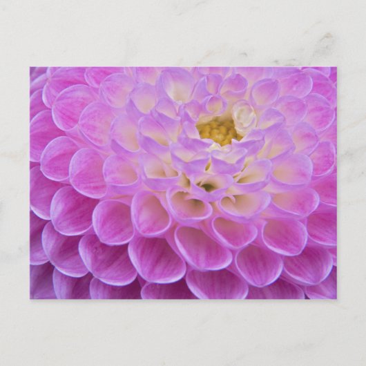 墓地の菊の花 ポストカード (正面)