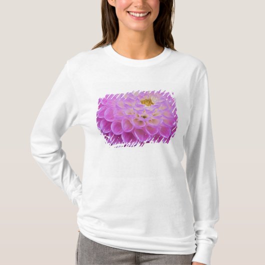 墓地の菊の花 Tシャツ (正面)